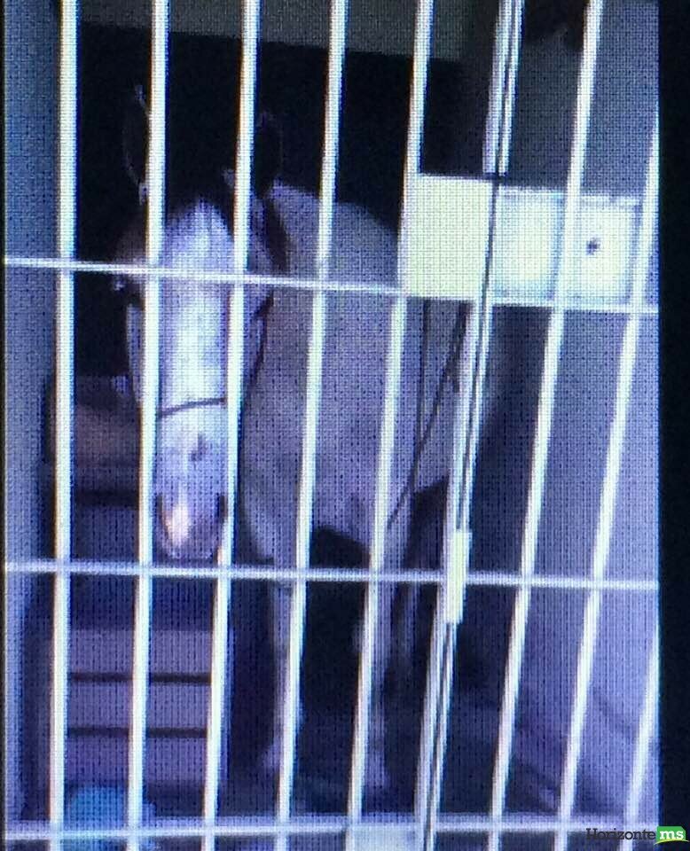 Cavalo  preso e passa a noite em delegacia de Sergipe